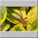 Pisaura mirabilis - Listspinne 07.jpg